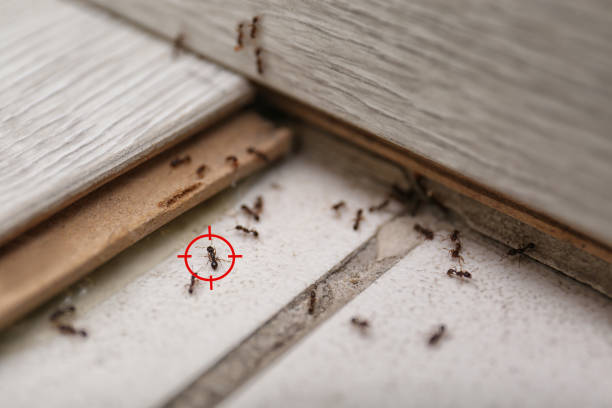 Reliable Little River, SC Pest Control Solutions