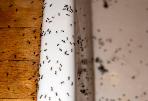 Professional Pest Control in Little River, SC
